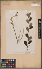 Foto von Salix aurita L.